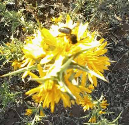 L'apiculture en Algérie – تربية النحل في الجزائر