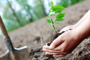 40,000 hectares are restored annually to combat fire losses