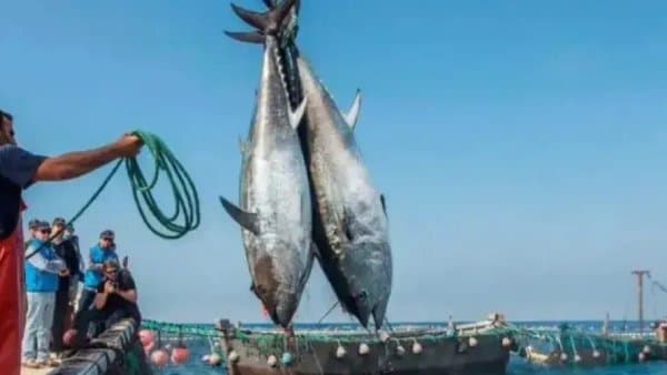 41 ships participate in the red tuna fishing campaign