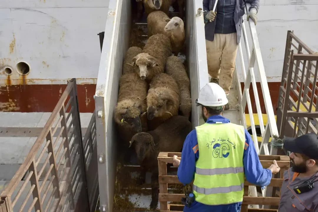 A new shipment of imported sacrificial animals arrives at the Port of Algiers