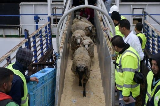 Accelerating the Import of Sacrificial Animals Starting Next Week