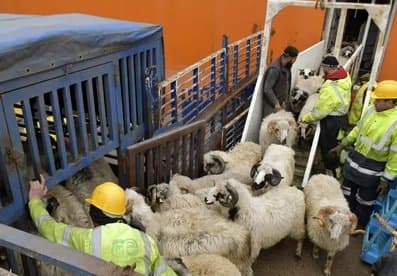 According to the Adayhi platform... the number of imported livestock reached one million heads