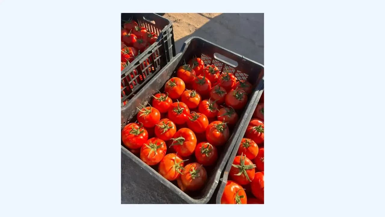 Achieved more than 300,000 quintals of seasonal tomato product