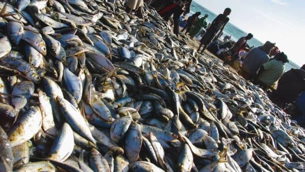 Agreement allows Algerian ships to enter Mauritanian fishing areas
