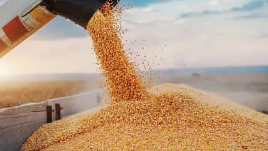 Agricultural offensive from Moscow in Africa: Russian wheat asserts itself