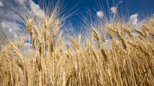 Algeria buys about 200,000 tons of flour wheat in an international tender