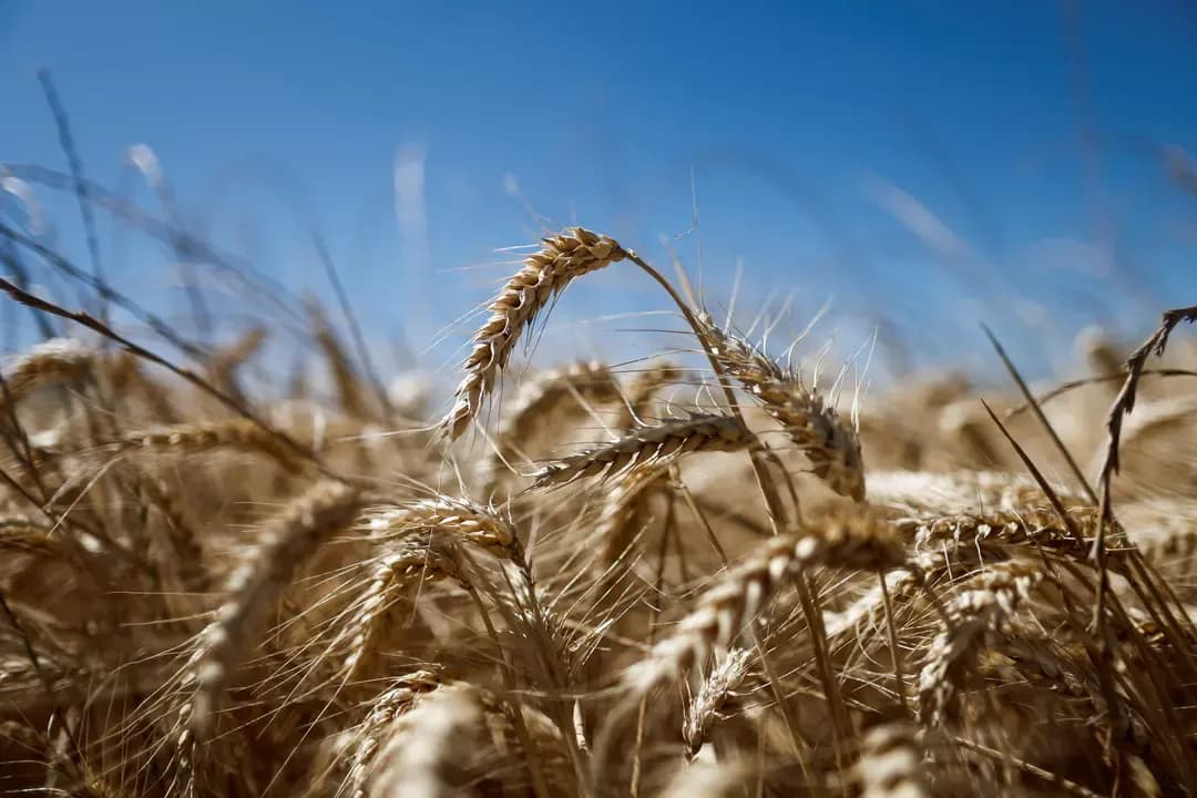 Algeria buys about 500,000 tons of wheat flour in an international tender