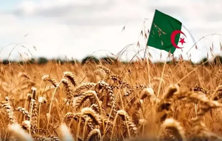 Algeria buys up to 720,000 tons of wheat in international tender