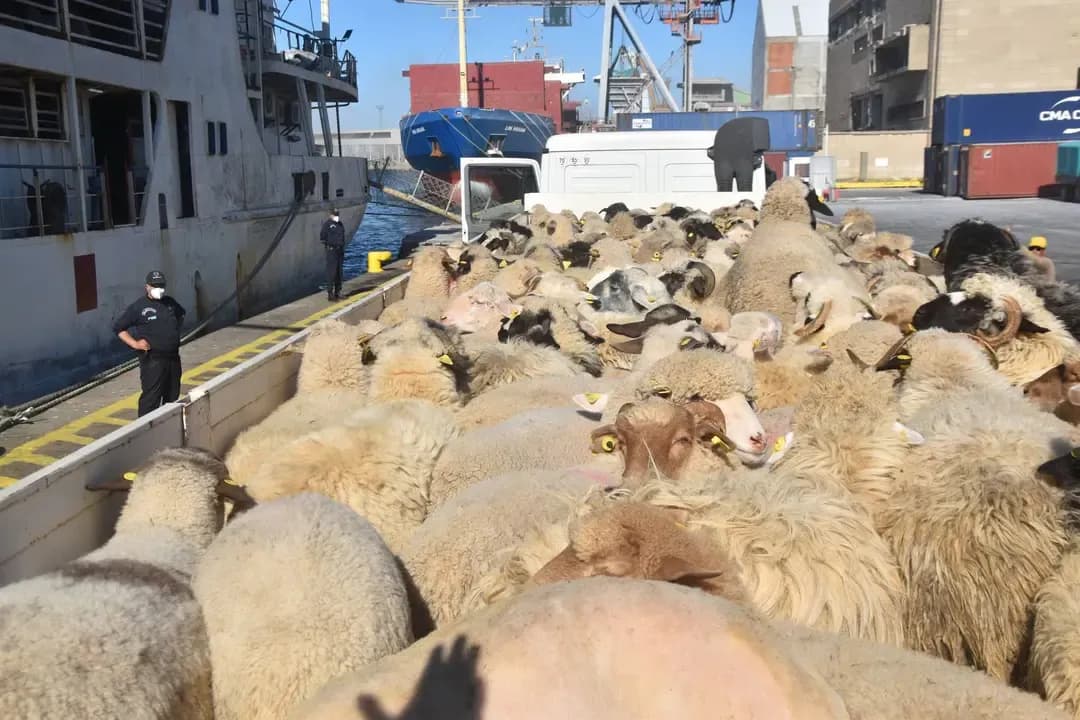 Algeria imported one million sacrificial animals.