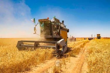 Algeria Reaps First Fruits of Foreign Partnerships in the Grain Sector
