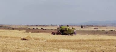 Algiers Province: The Harvest and Threshing Season Begins on June 15