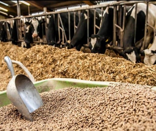 Animal feed in Algeria: agro-food waste as a new strategic wealth