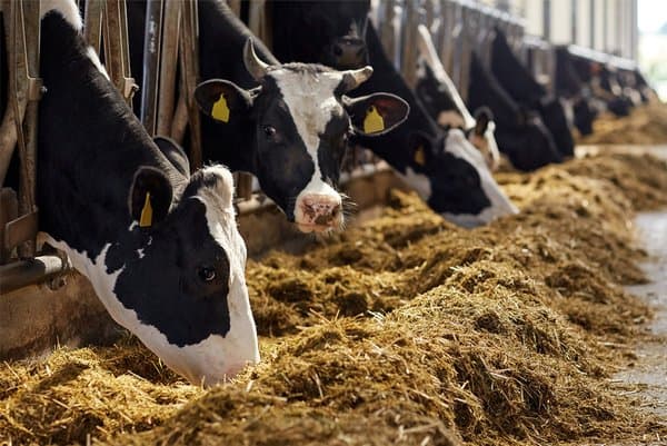 Animal Feed Production: Exchange of Expertise Between Algerians and Americans