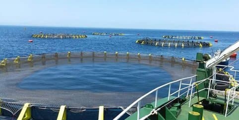 Aquaculture: Entry into force of incentive measures included in the 2026 Finance Law