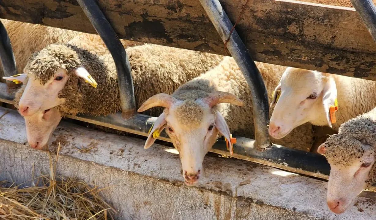 Arrival of 12,000 imported sheep heads at the port of Oran