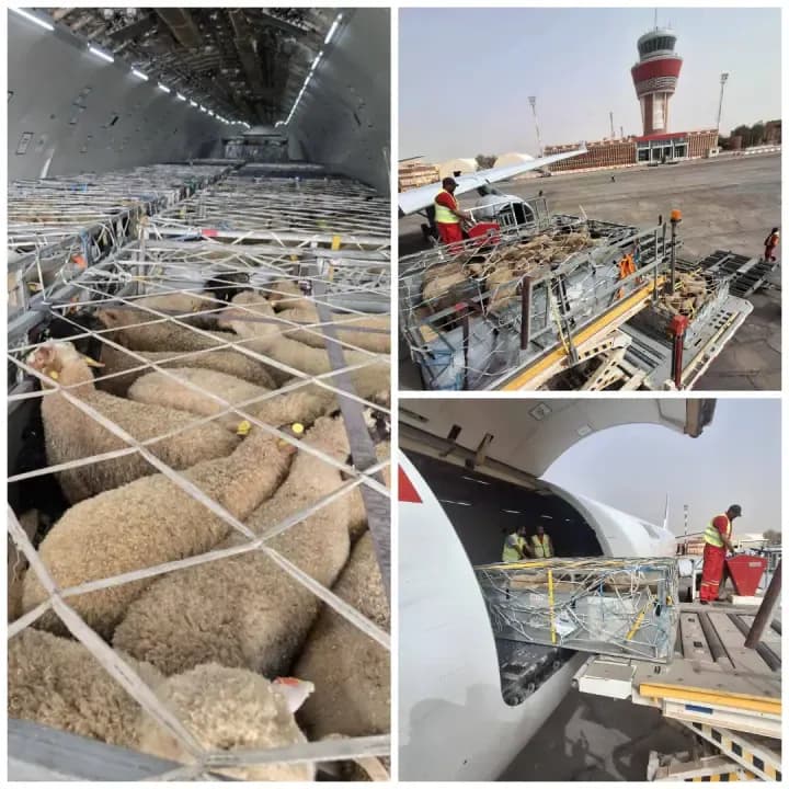 Arrival of a cargo plane loaded with 840 heads of imported sheep at Tamanrasset Airport