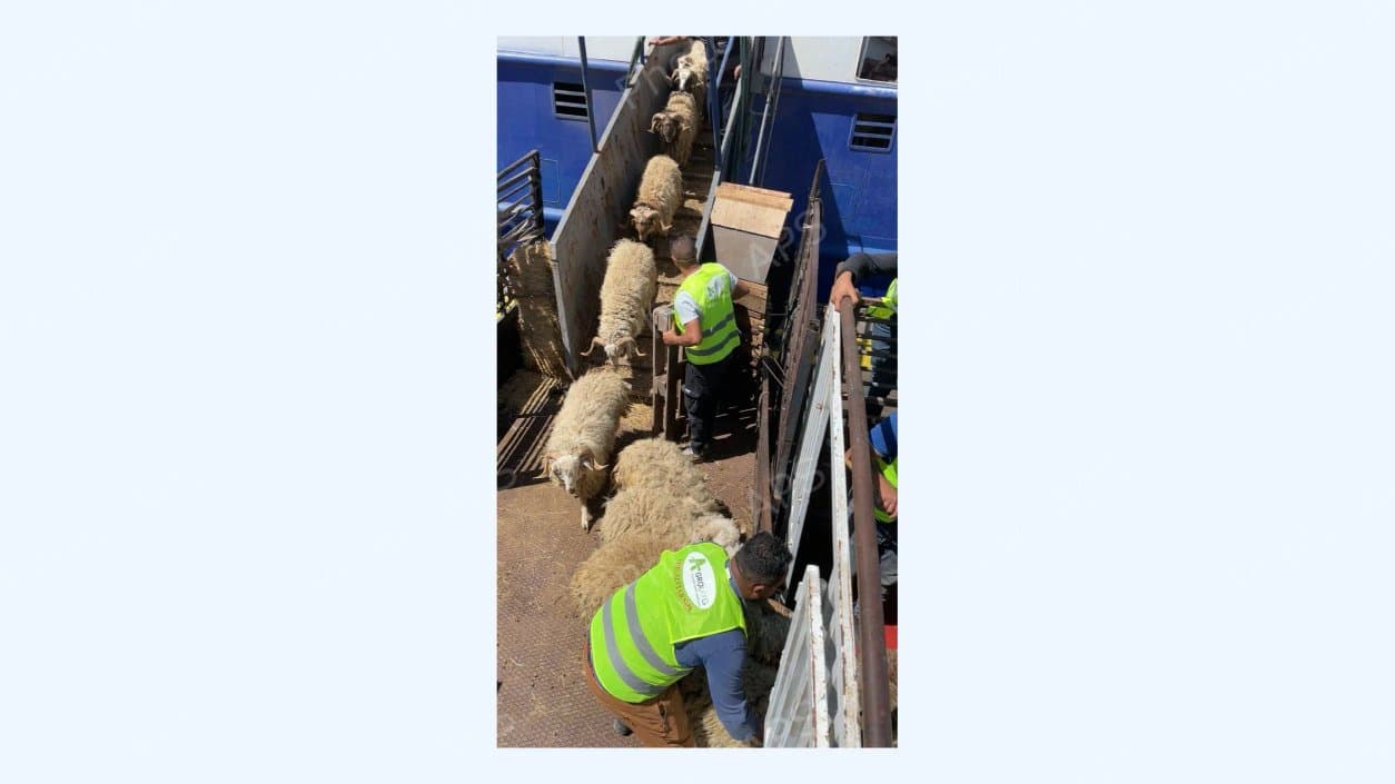 Arrival of a new shipment of imported sheep in preparation for Eid al-Adha