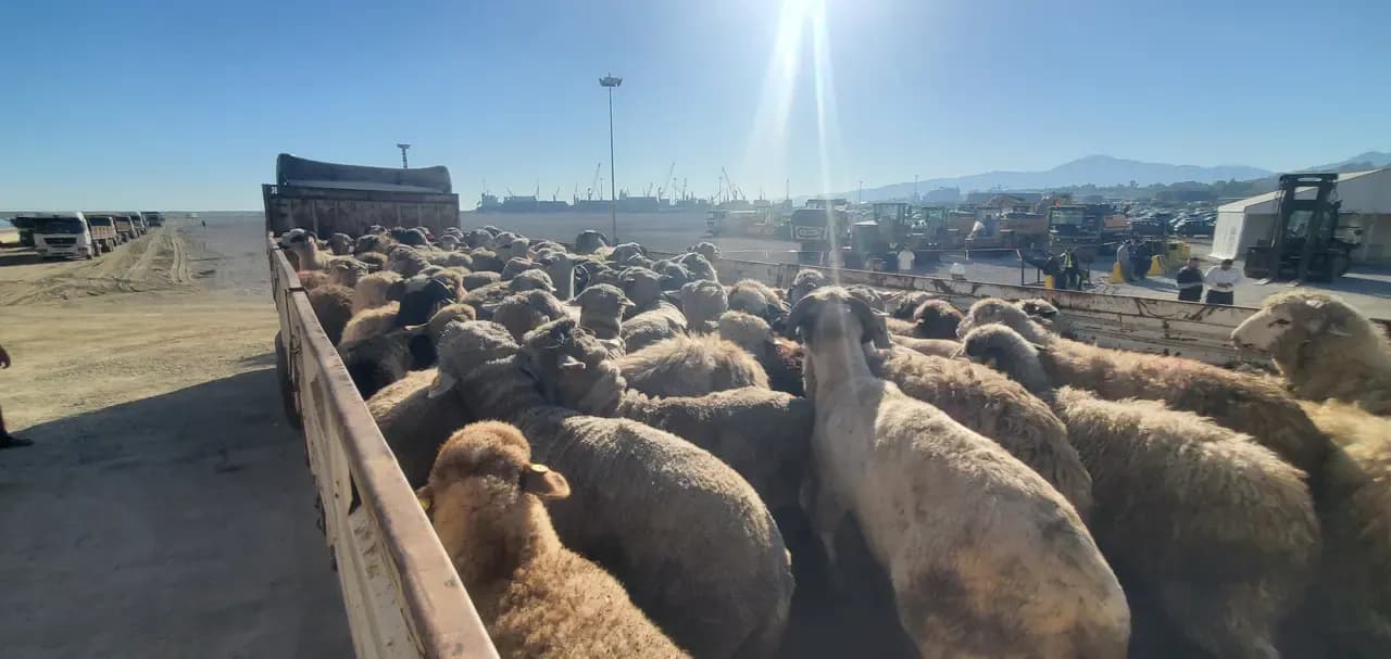 Arrival of more than 81,000 Romanian sheep at the Djendjen port