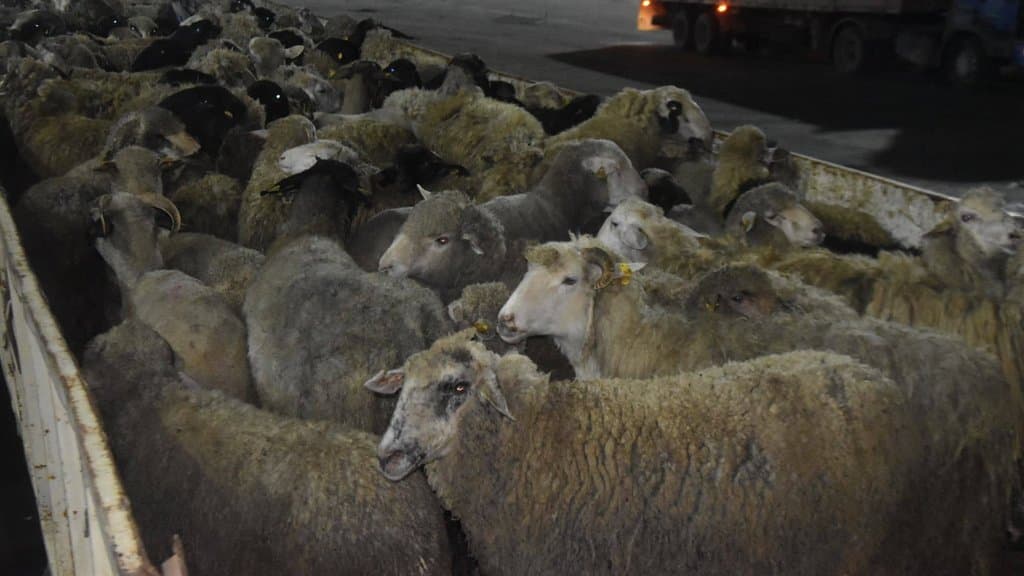 Arriving from Romania.. Annaba Port receives a new shipment of imported sheep