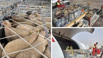Arriving from Romania.. Arrival of a plane loaded with 840 sheep heads to Tamanrasset