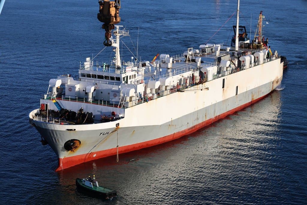 Arriving from Romania.. Skikda Port receives a new shipment loaded with 13,300 heads of sheep