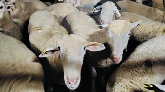 Arriving from Spain.. Port of Tenes receives a shipment loaded with 7150 heads of sheep