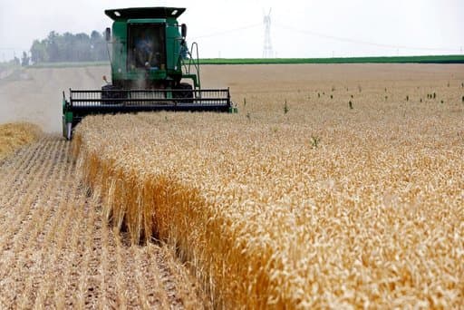 Batna: Expected production of more than 1,146,000 quintals of grains - Iqtissad Al Balad