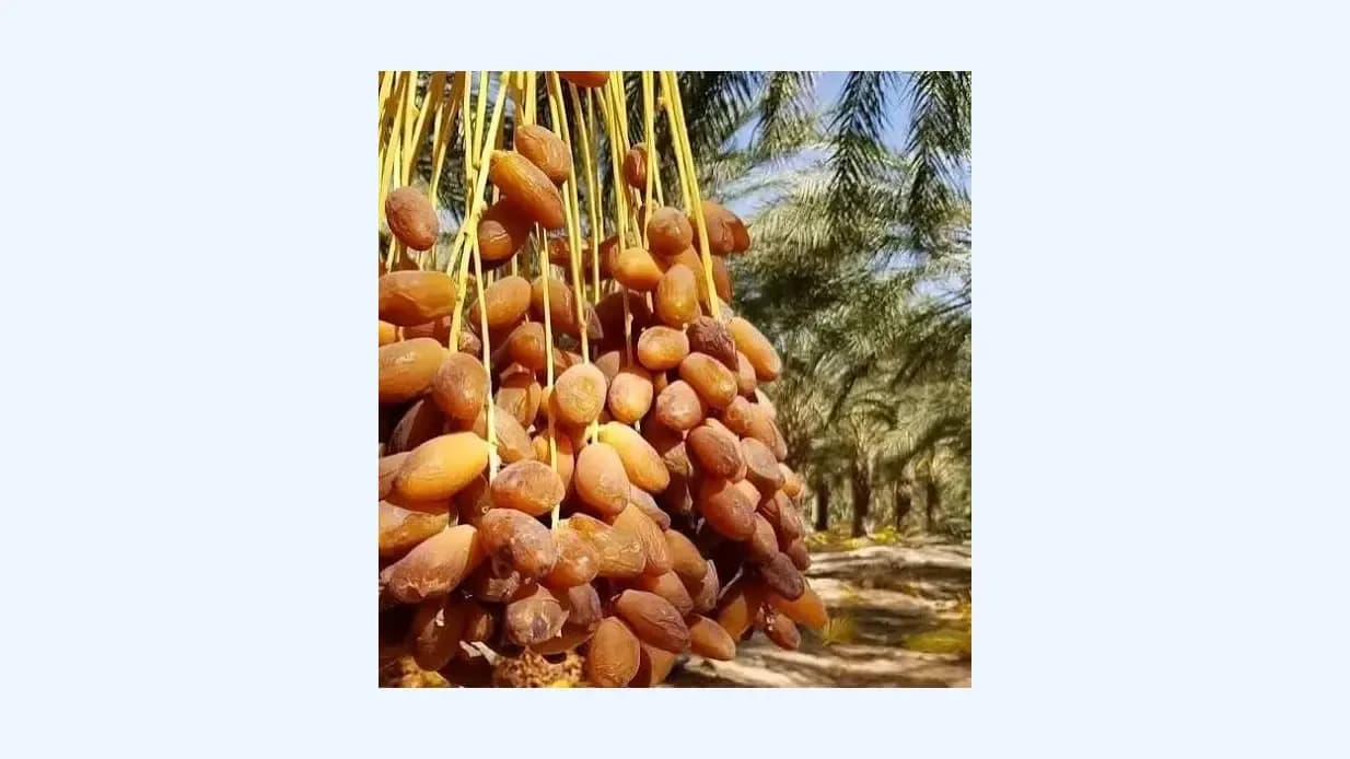 Biskra: Expected production of more than 4 million quintals of dates