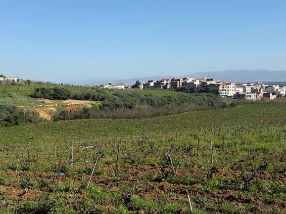 Béjaïa: Extension of the deadline for regularization of agricultural land