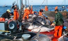 Bordj Bou Arreridj Province Benefits from a Quota of 60 Tons for Tuna Fishing - Iqtissad Al Balad
