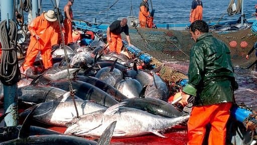 Bordj Bou Arreridj Raises Red Tuna Catch Quota to 60 Tons for the 2026 Season
