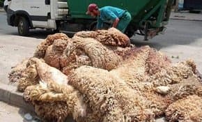 Campaign for Collecting Sacrificial Hides: Coordinating Meeting at the Ministry of Industry to Complete Final Preparations