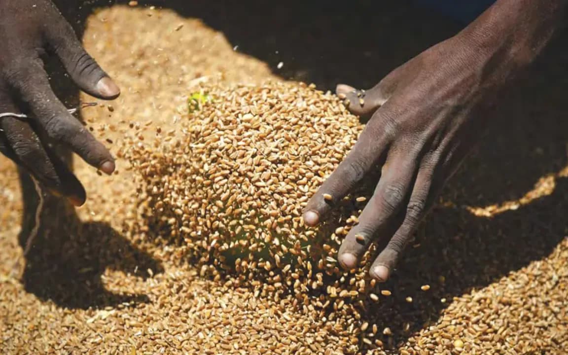 Cereal market: Wheat soars, Africa worries