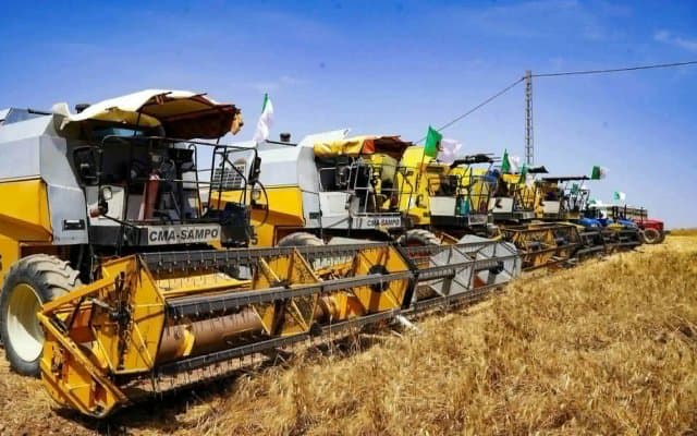 Cereals: Record harvest in sight in Constantine