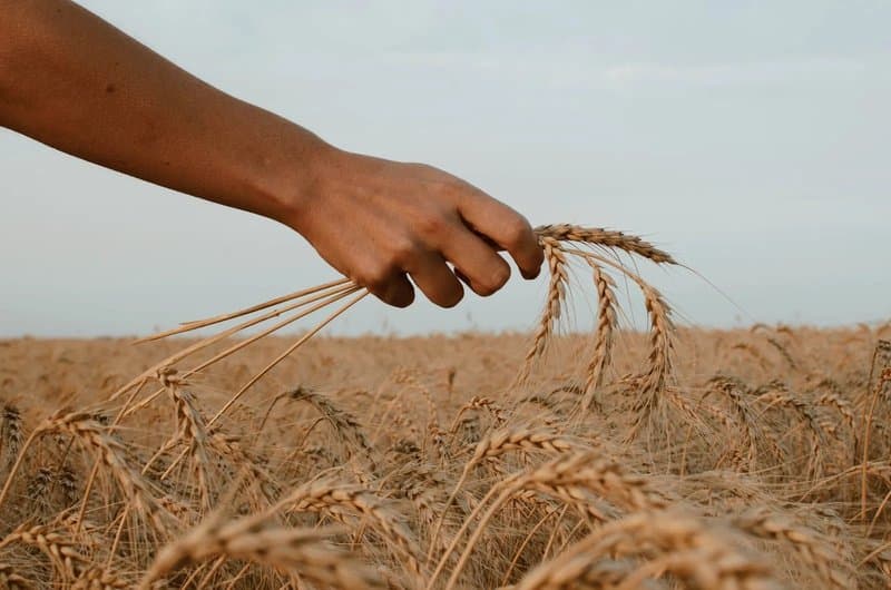 Cereals: strengthen the entire chain, from field to silo