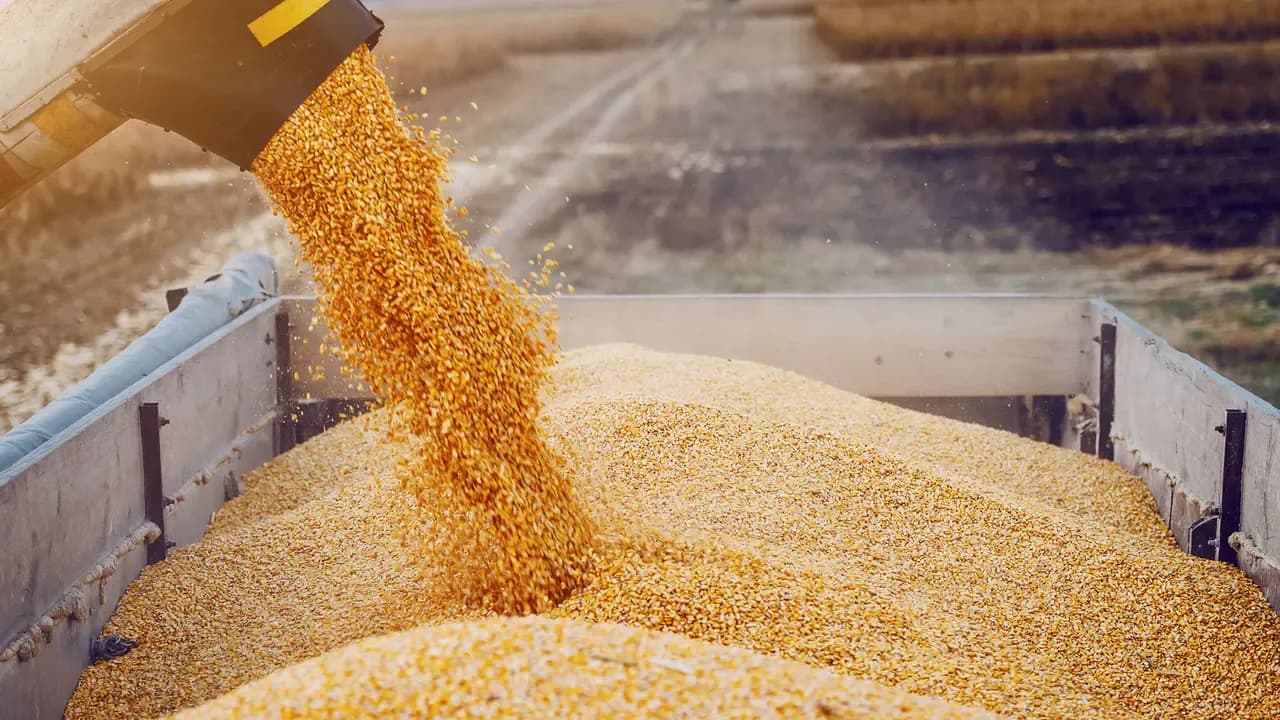 Chlef aims to produce more than one million quintals of grains during the 2026/2027 season