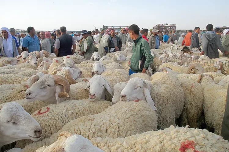 Closure of Livestock Markets in This Province