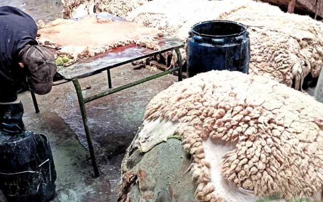 Collection of sheep skins for Eid: A major industrial and economic challenge