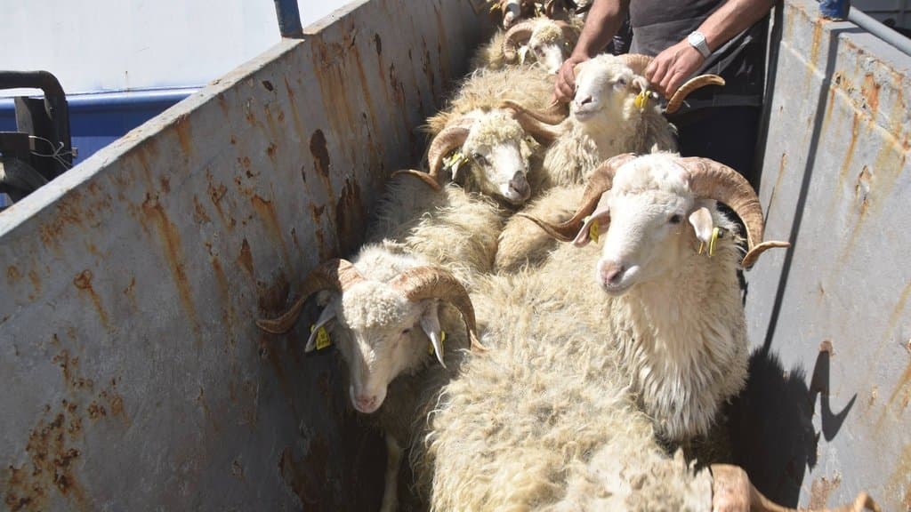 Coming from Georgia.. Annaba Port receives a new shipment of sheep
