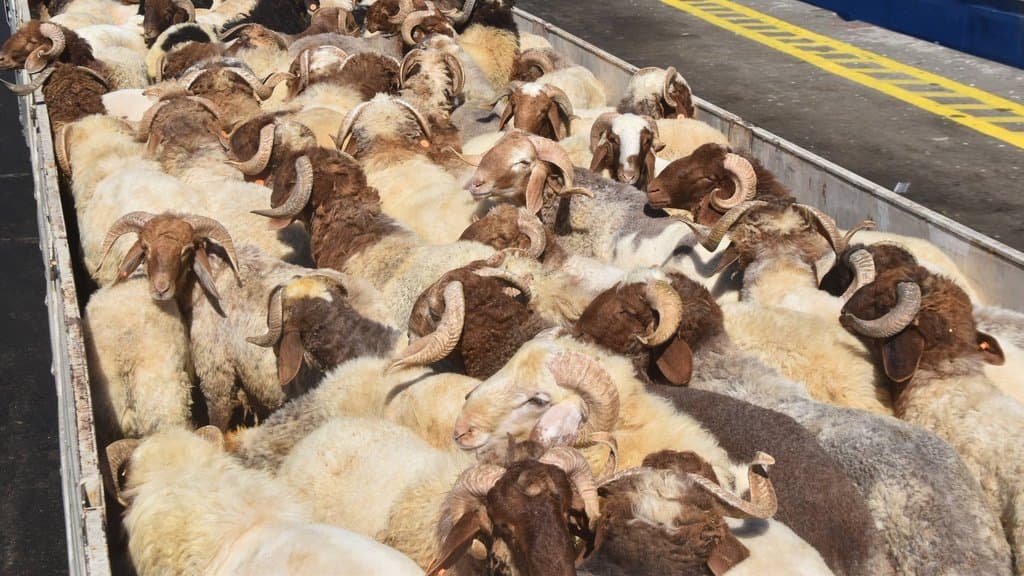 Coming from Syria.. Annaba Port Receives a New Shipment of Sheep