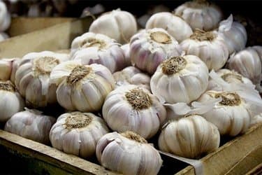 Commencement of unloading significant quantities of dry garlic