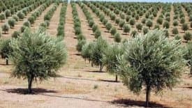 Completion of Planting 100 Hectares of Olive Trees in the Meda and Ksar el-Bahari Regions