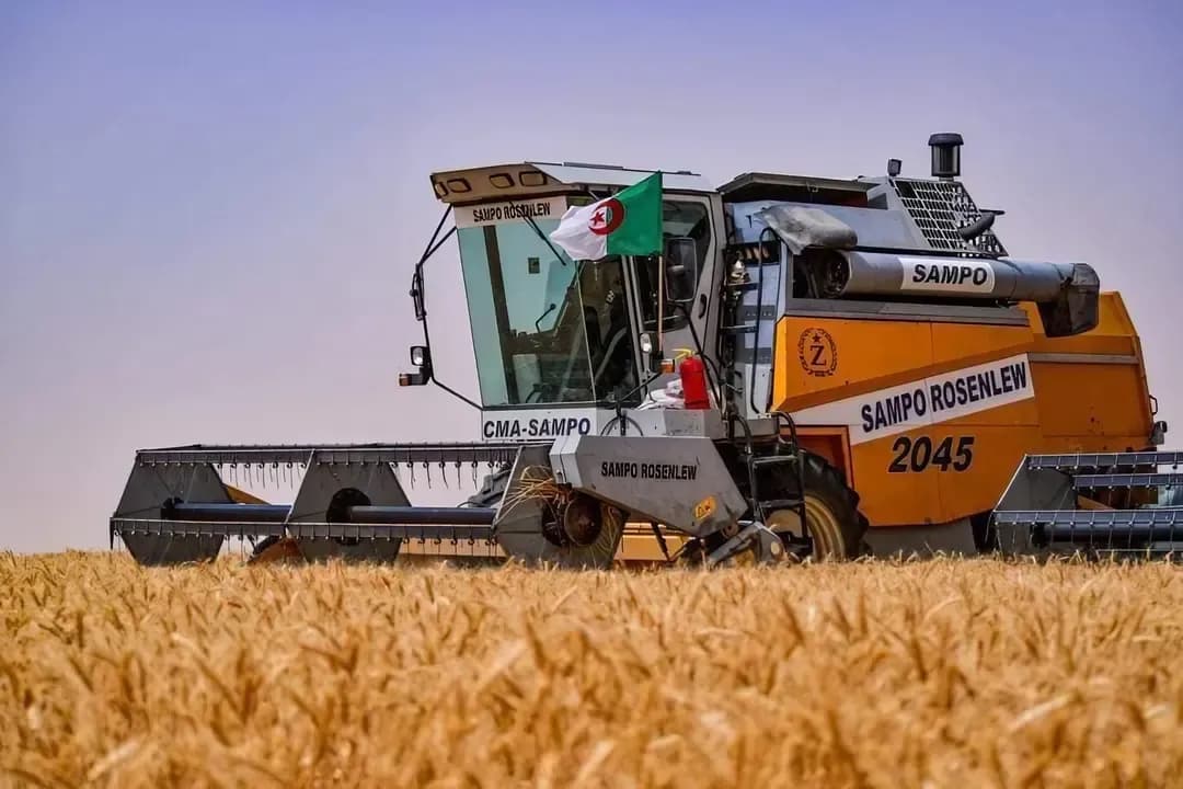 Constantine collects more than 1.7 million quintals of grains