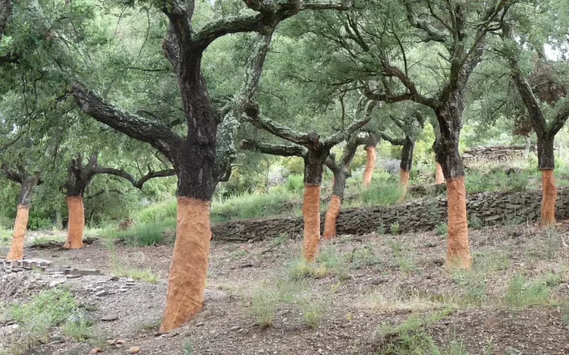 Cork oak forests, two years after the fires: Insects struggle to return