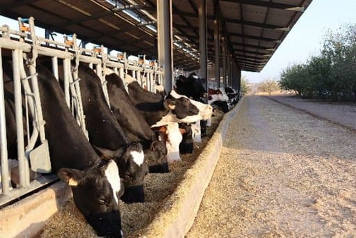 Dairy cattle sector: For better breeding practices