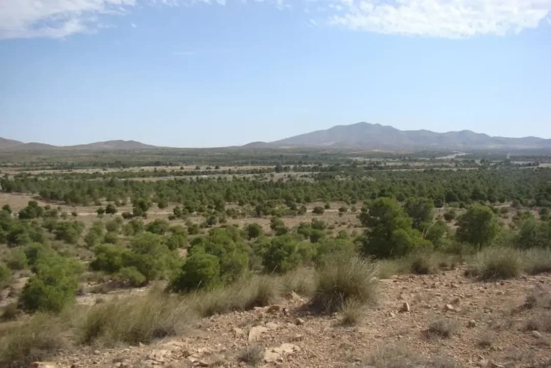 Economy of pastoral areas: Reconciling the sheep sector and ecological imperative