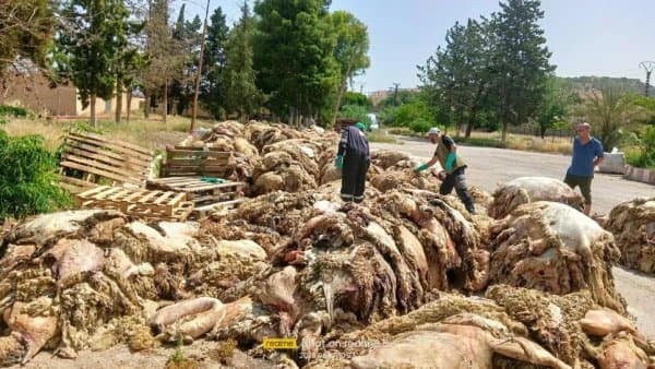 Eid al-Adha: Increase in the percentage of hides suitable for use