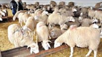 Eid al-Adha: New Decision for Education Workers - Iqtissad Al Balad