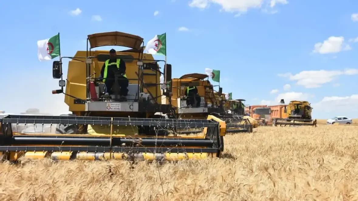 El Bayadh Records Production of Over 126,000 Quintals of Cereals