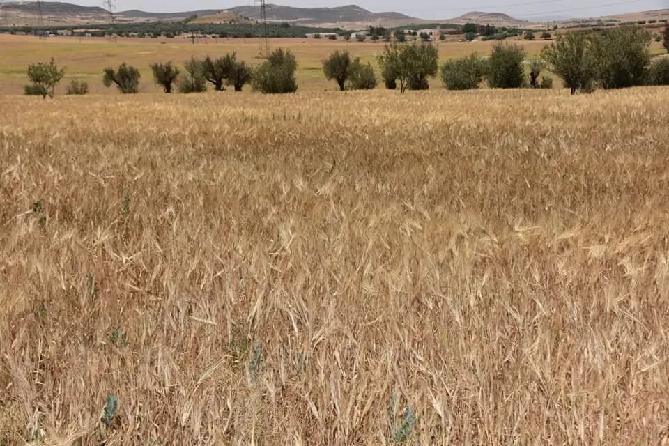 El Tarf: Nearly 14,000 hectares allocated to cereal cultivation